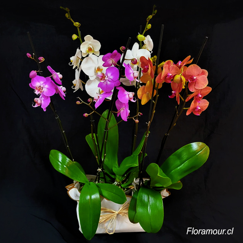 Conjunto de Orquideas en planta vivas de 6 varas, trios de potes envueltos en papel decorativo. Colores varian segun la exportacion.
 